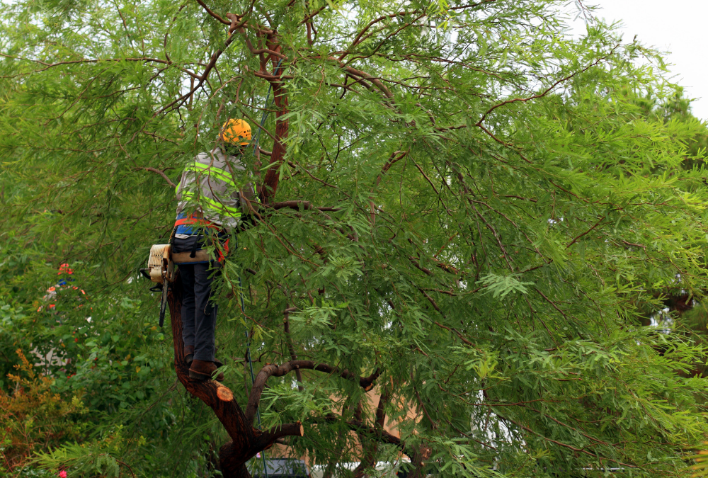 Small Tree Removal Safety Tips